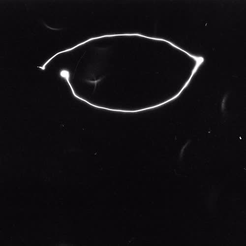 <body>
<p>This work proposes a vocabulary of single gestures traced in darkness with a handheld laser — each drawn in a single, uncorrectable movement. The line records the instant of approach, hesitation, or acknowledgment: fleeting encounters that shape our coexistence with others. These gestures parallel those unspoken exchanges that pass between strangers—allowing eye contact, offering a brief smile, a nod of recognition before the flow of daily life resumes.</p>
<p>In darkness, each gesture becomes both declaration and question. Without sight of its beginning or end, I must act in trust, as in any encounter with the unknown. The drawn light is an attempt to reach toward another, to speak without words, to register an instant of openness. The resulting traces form a fragile lexicon of recognition: arcs of invitation, lines of withdrawal, brief crossings that never fuse.</p>
<p>Philosophically, the project draws on Levinas’s insistence that ethics begins in the face-to-face meeting, before speech or comprehension, and on Han Byung-Chul’s reflections on the erosion of genuine contact in digital culture. These drawings seek to restore that lost friction — to offer illumination not as mastery, but as empathy, each gesture a visible echo of the courage to meet another in passing.
</p>
</body>
 Images Copyright Aldobranti® ©2008-'2025. All rights reserved.